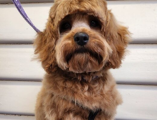 all fur pups dog grooming